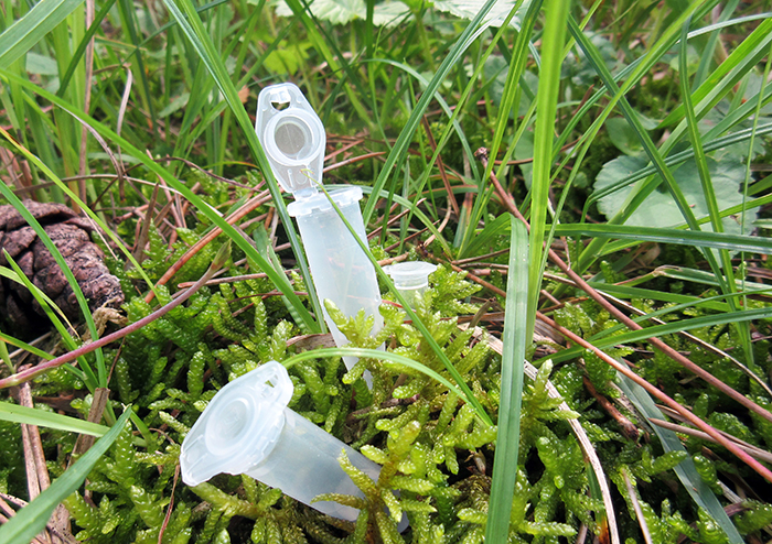 Un eppendorf dans de la mousse