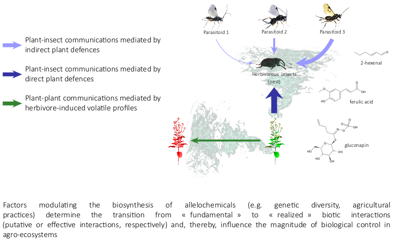 allelochemicals schema : plant-plant and insect-plant interactions