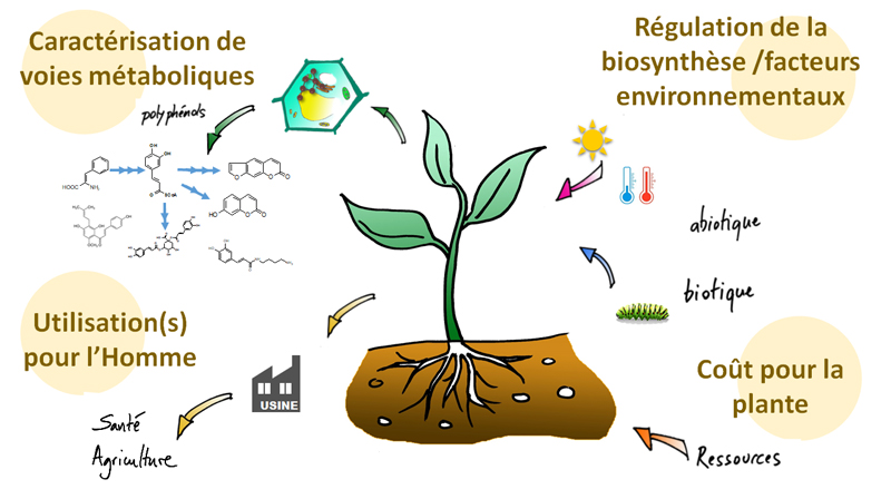 Schema M2