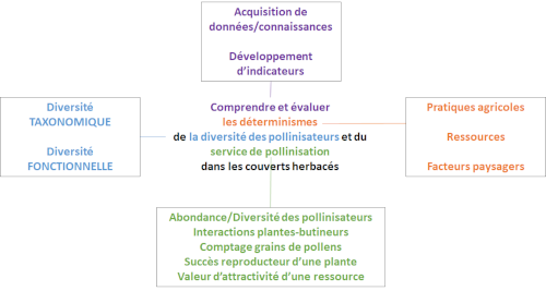 schema GAS pollinisation
