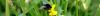 photo montrant un bourdon sur une fleur dans une prairie