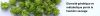 slider montrant des fleurs de houblons femelle